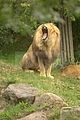 leipzig zoo-01_07_2011_zoo_allgemein_245